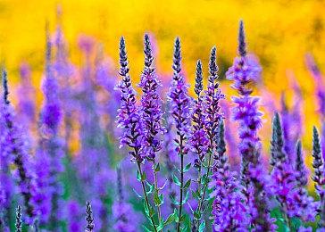 《宝可梦》联动奥利奥推出限定款饼干 每袋售价25元