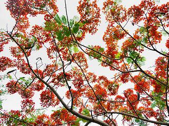 《家园3》卡-库申母舰演示视频 舰身角度可调节